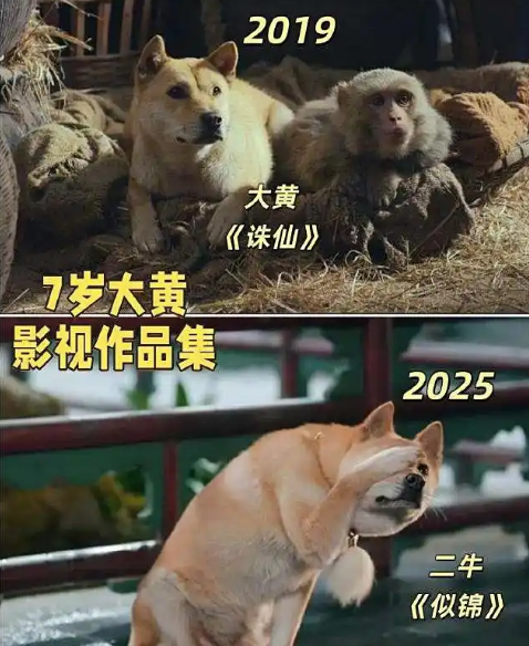 网红狗大黄：主人靠它开启别样生活